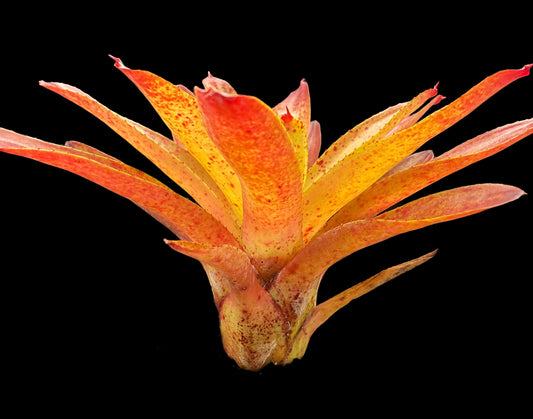 Neoregelia Camorimiana