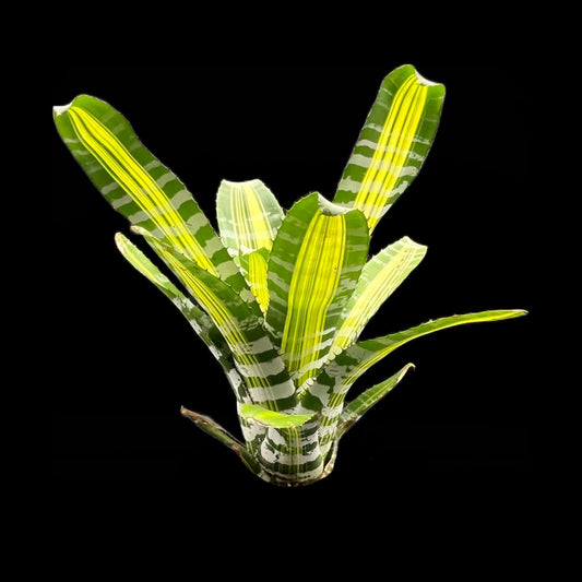 Aechmea Chantinii Samurai