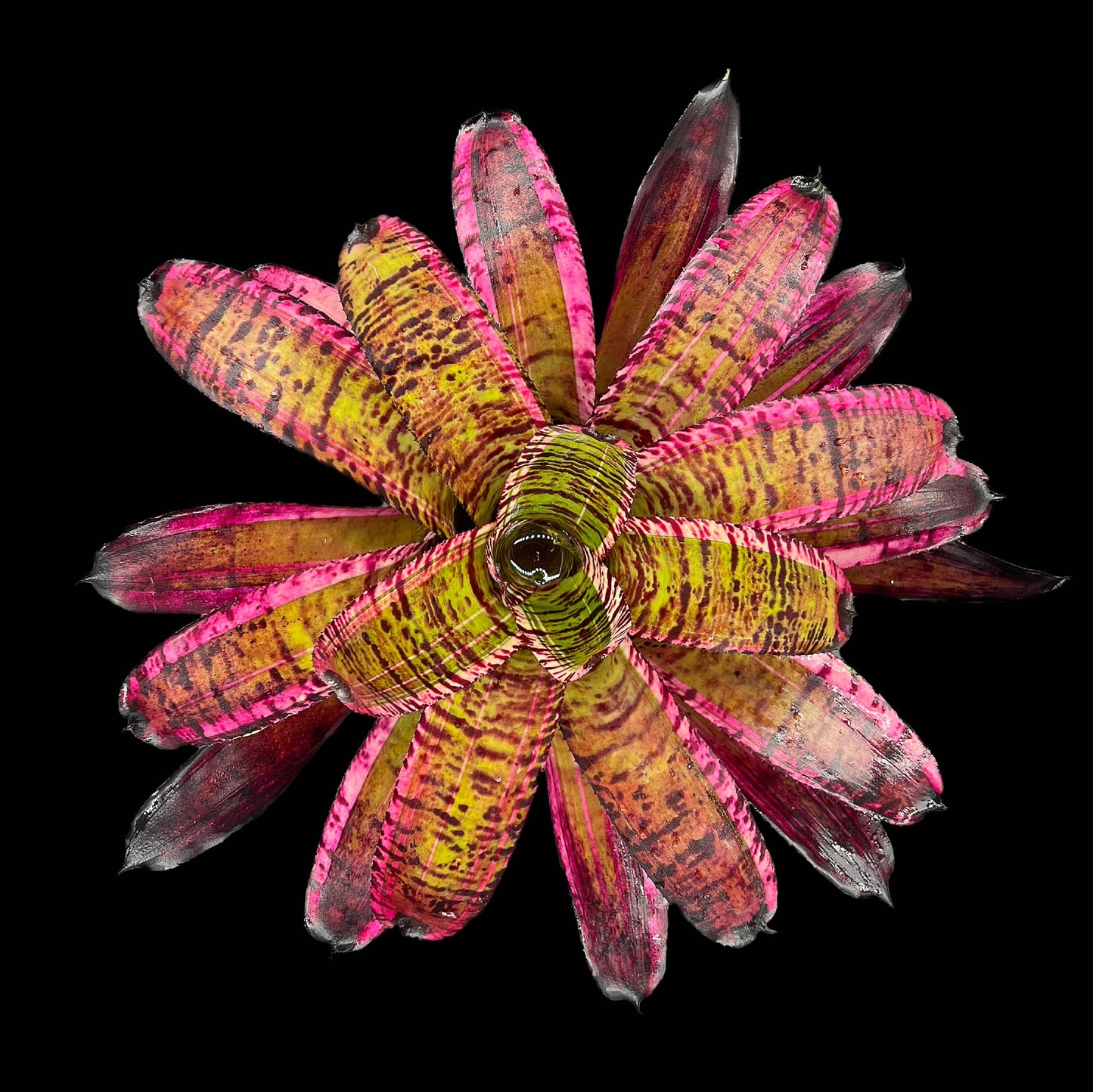 Neoregelia Banshee