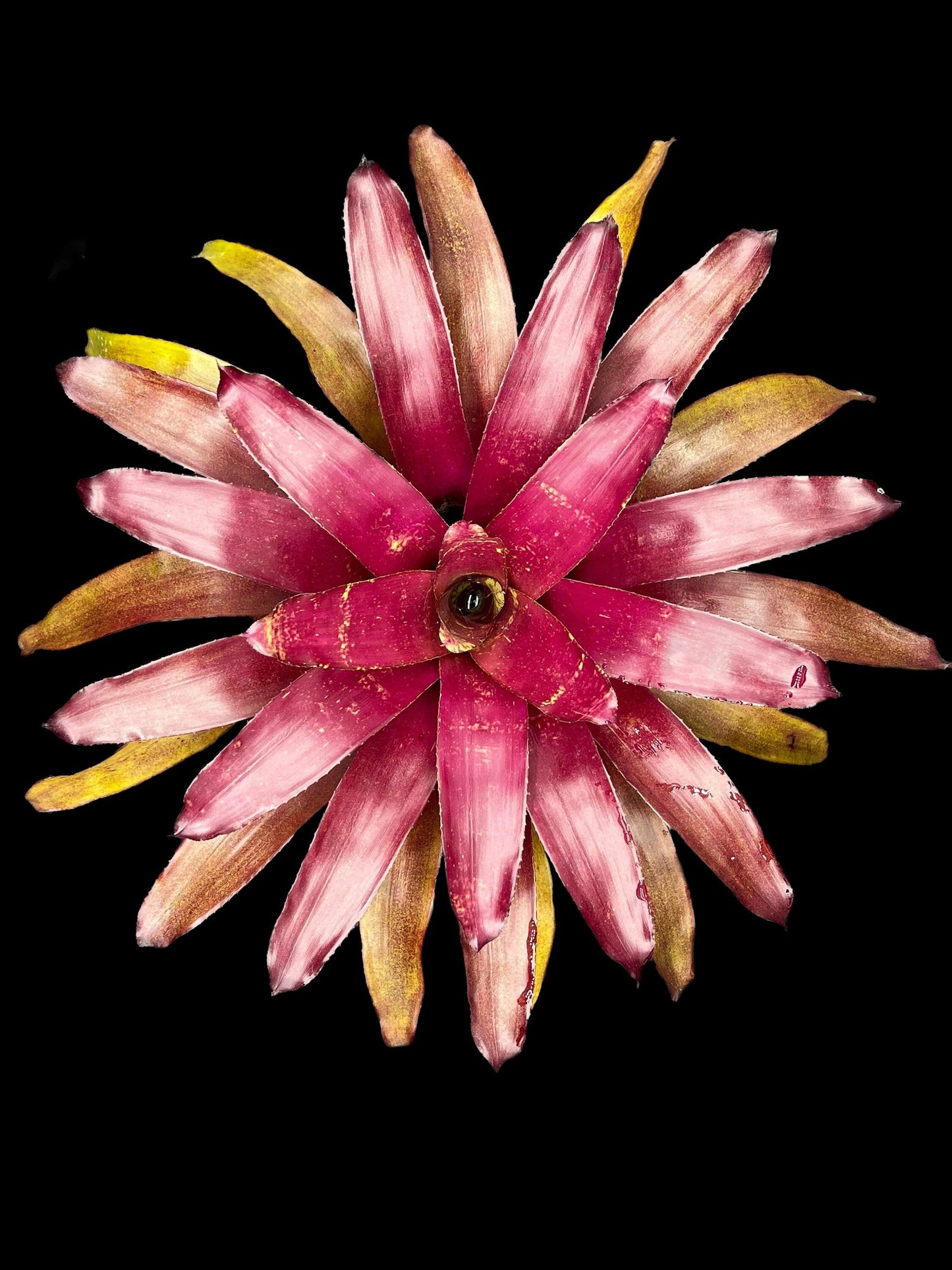 Neoregelia Bob Work