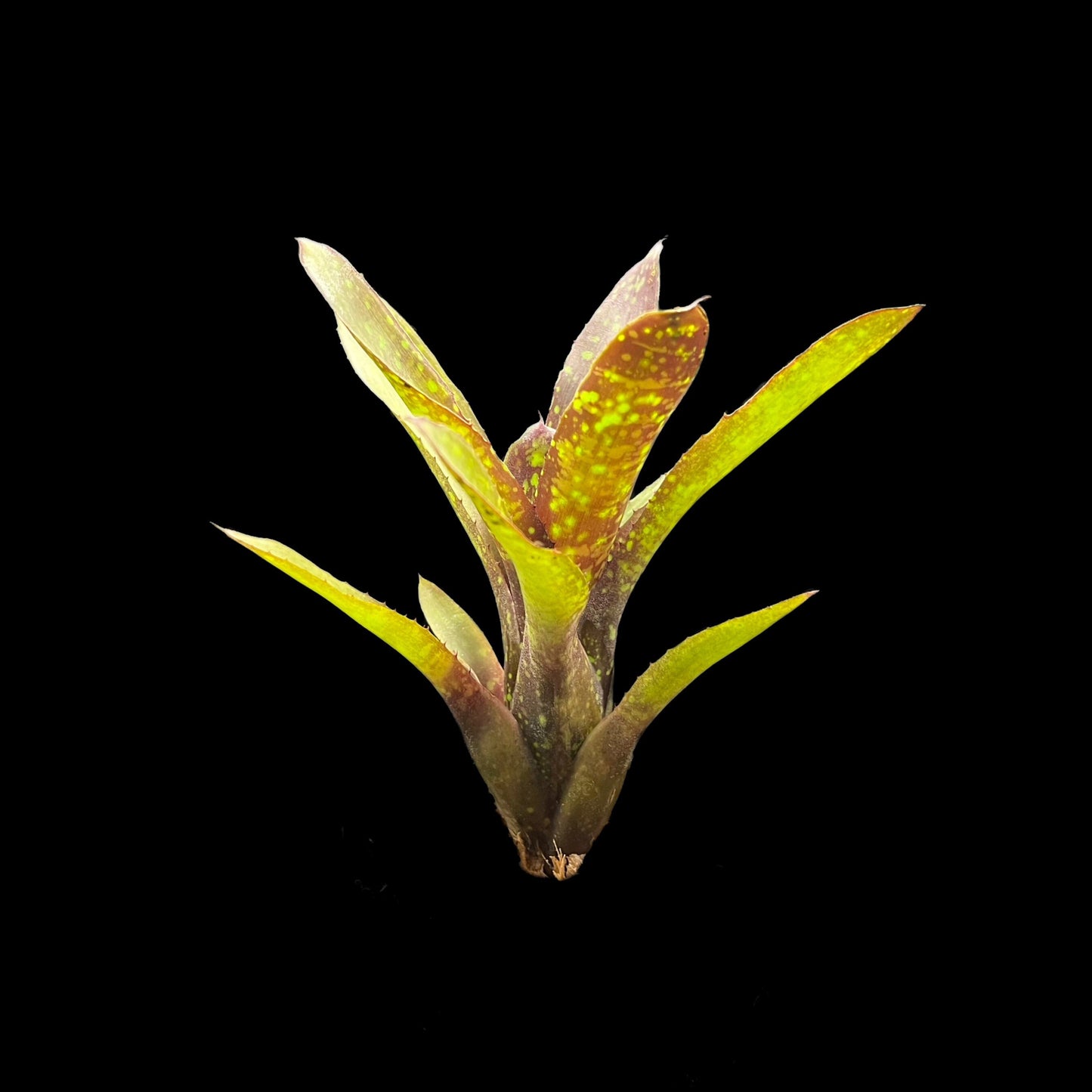 Neoregelia Wicked
