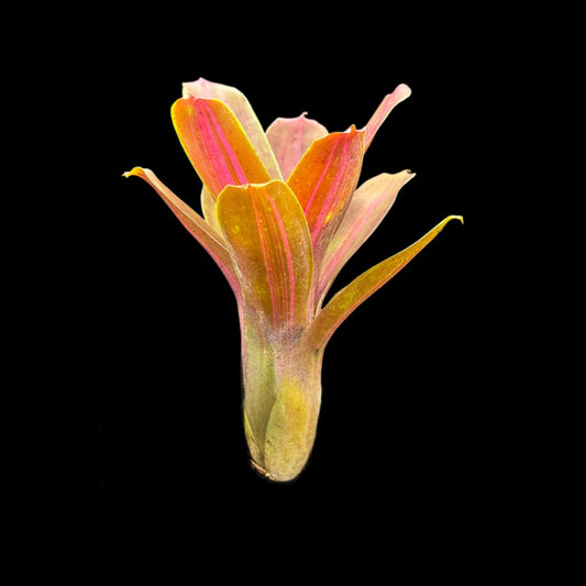 Neoregelia Kilihune