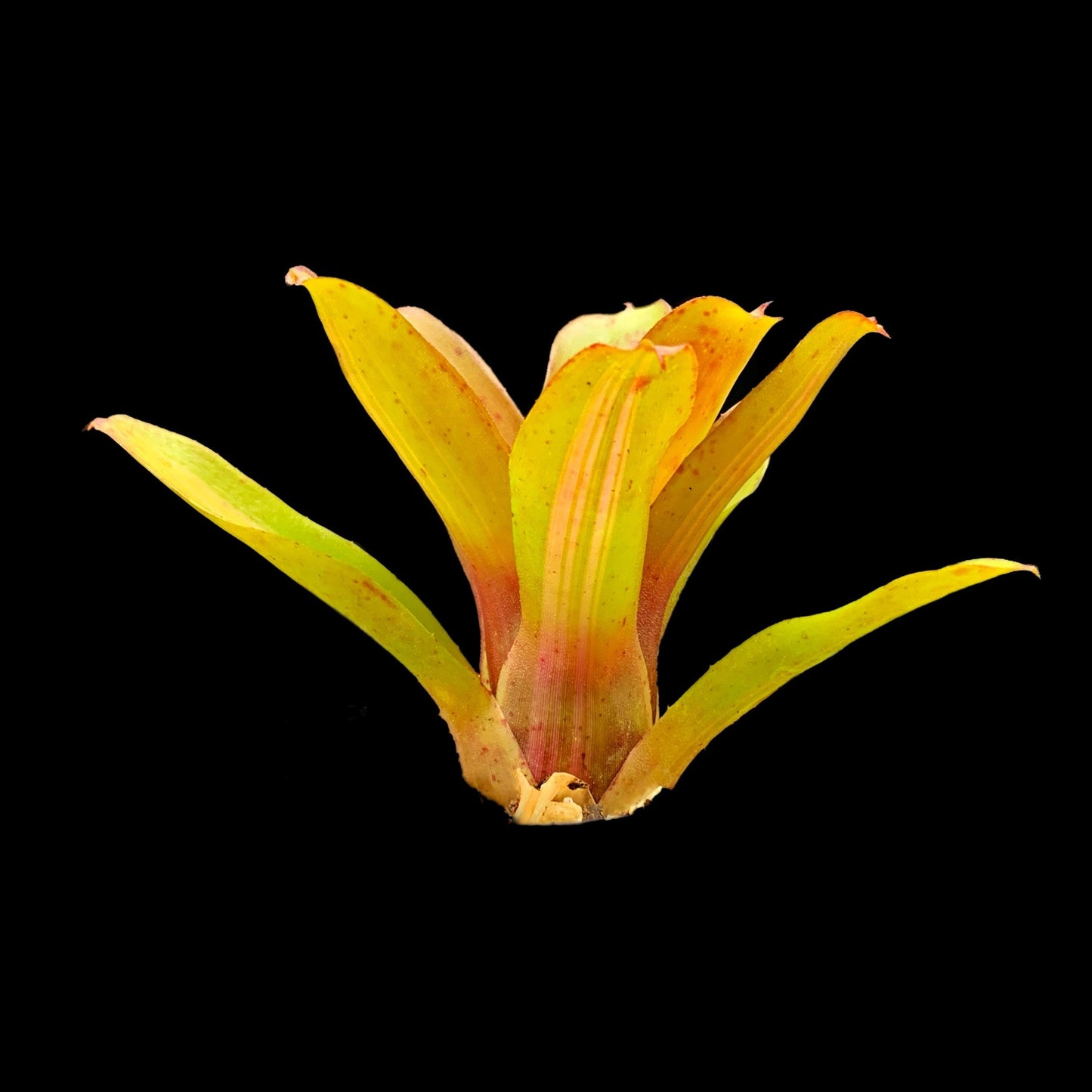 Neoregelia Chiquita Mia