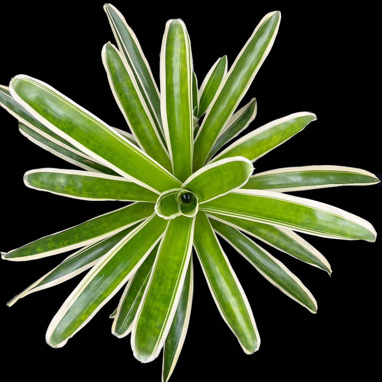 Neoregelia Bossa Nova