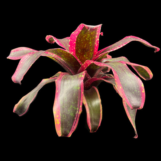 Neoregelia Hellfire