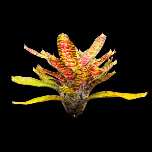 Neoregelia Crazy Rabbit