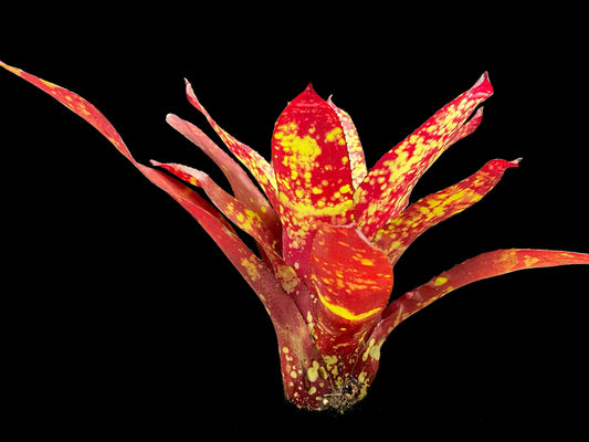 Neoregelia Paprika