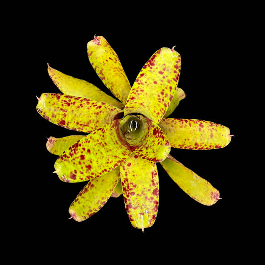 Neoregelia Guttata