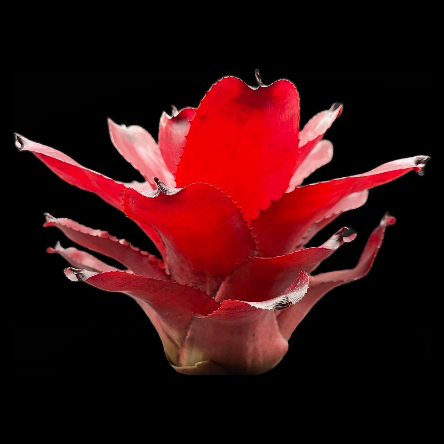 Neoregelia Avalon
