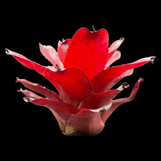 Neoregelia Avalon