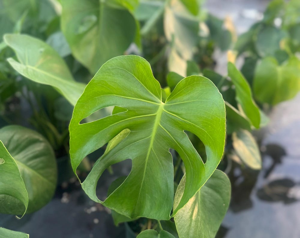 Monstera Deliciosa