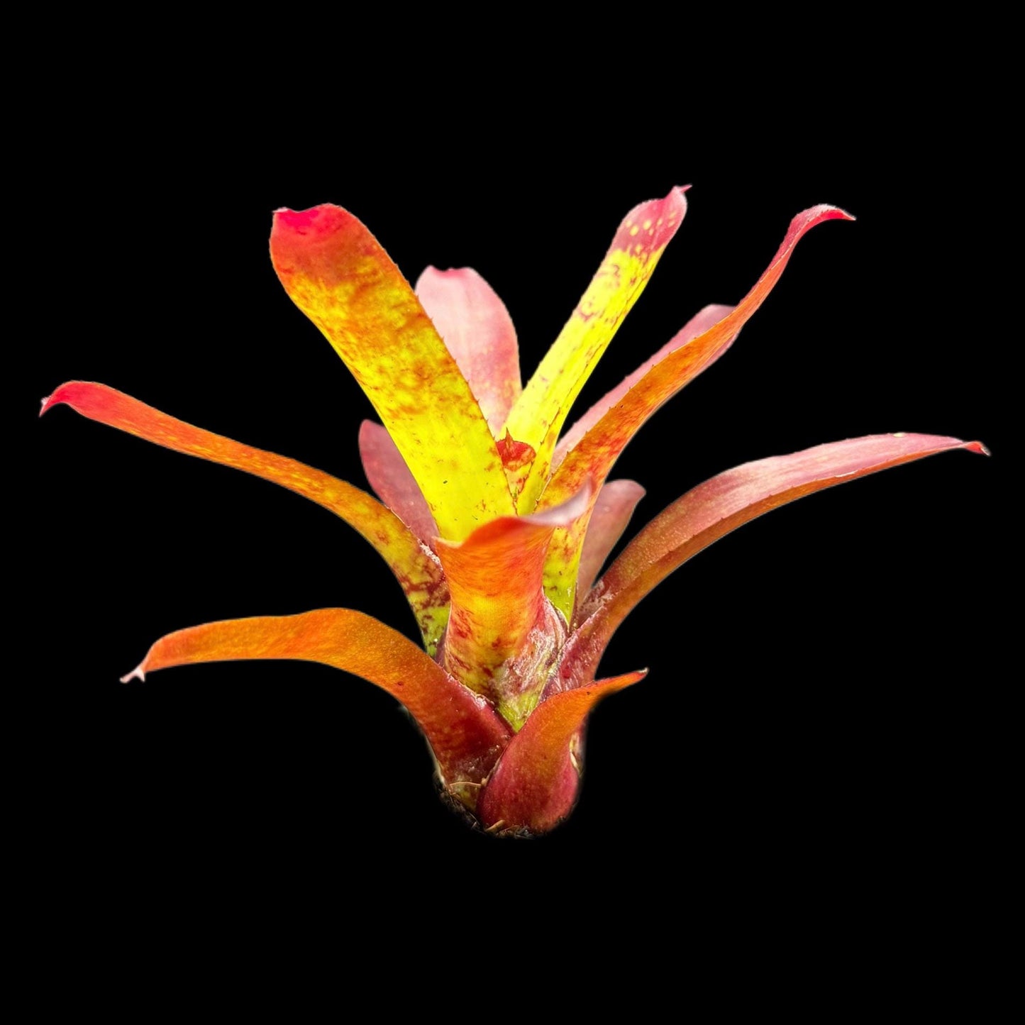 Neoregelia Animal Crackers