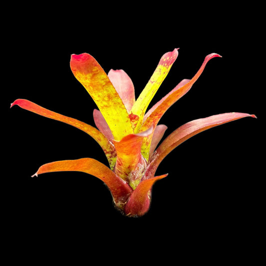 Neoregelia Animal Crackers