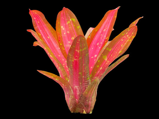 Neoregelia First Prize