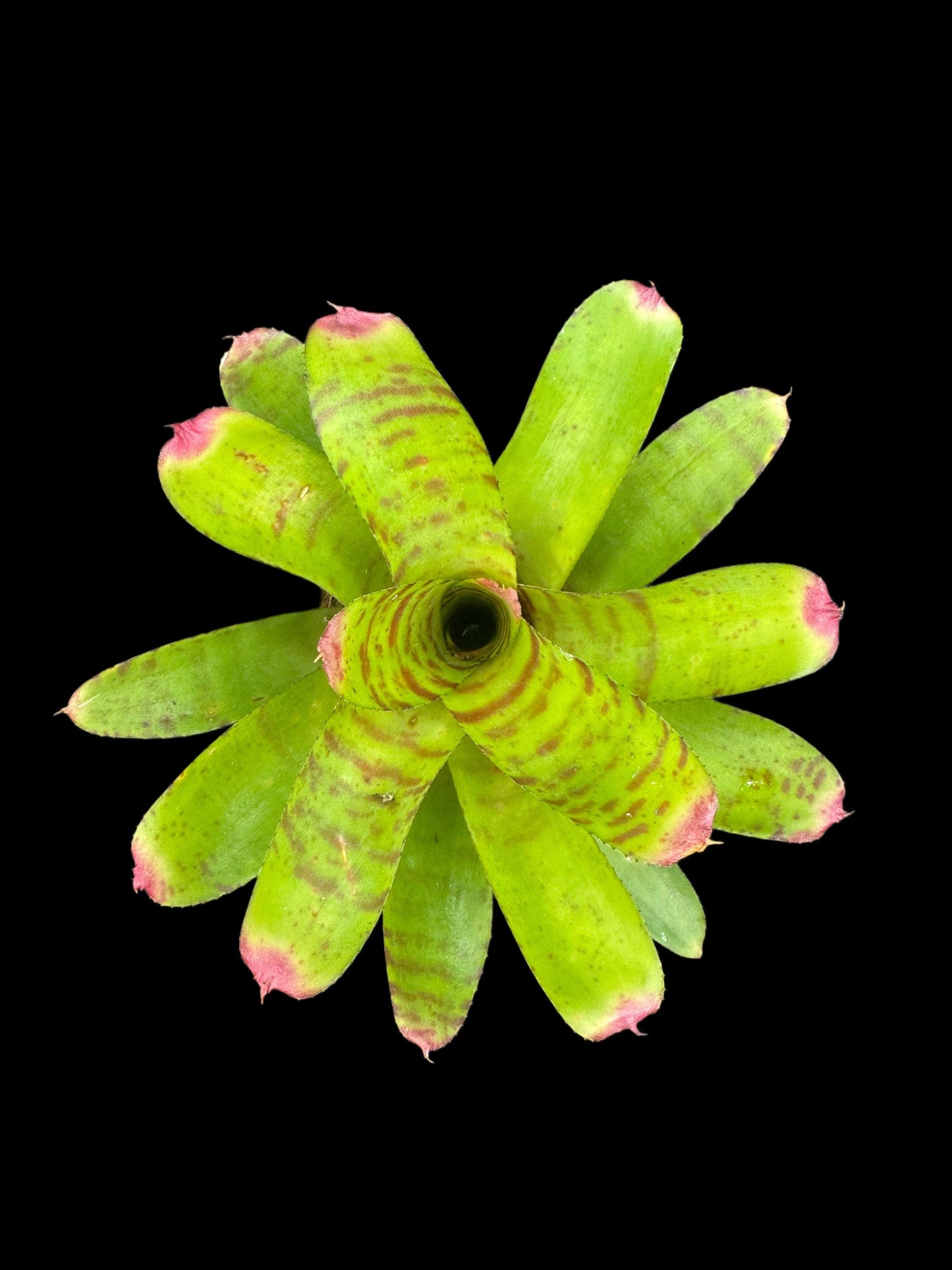 Neoregelia Green Hornet