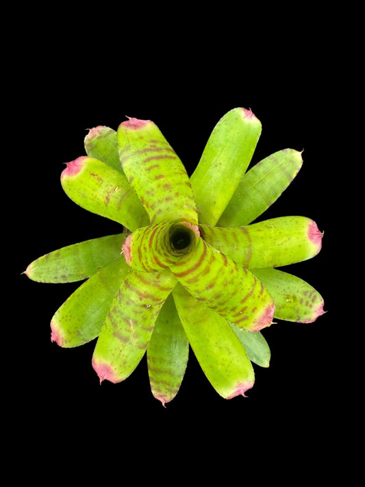 Neoregelia Green Hornet