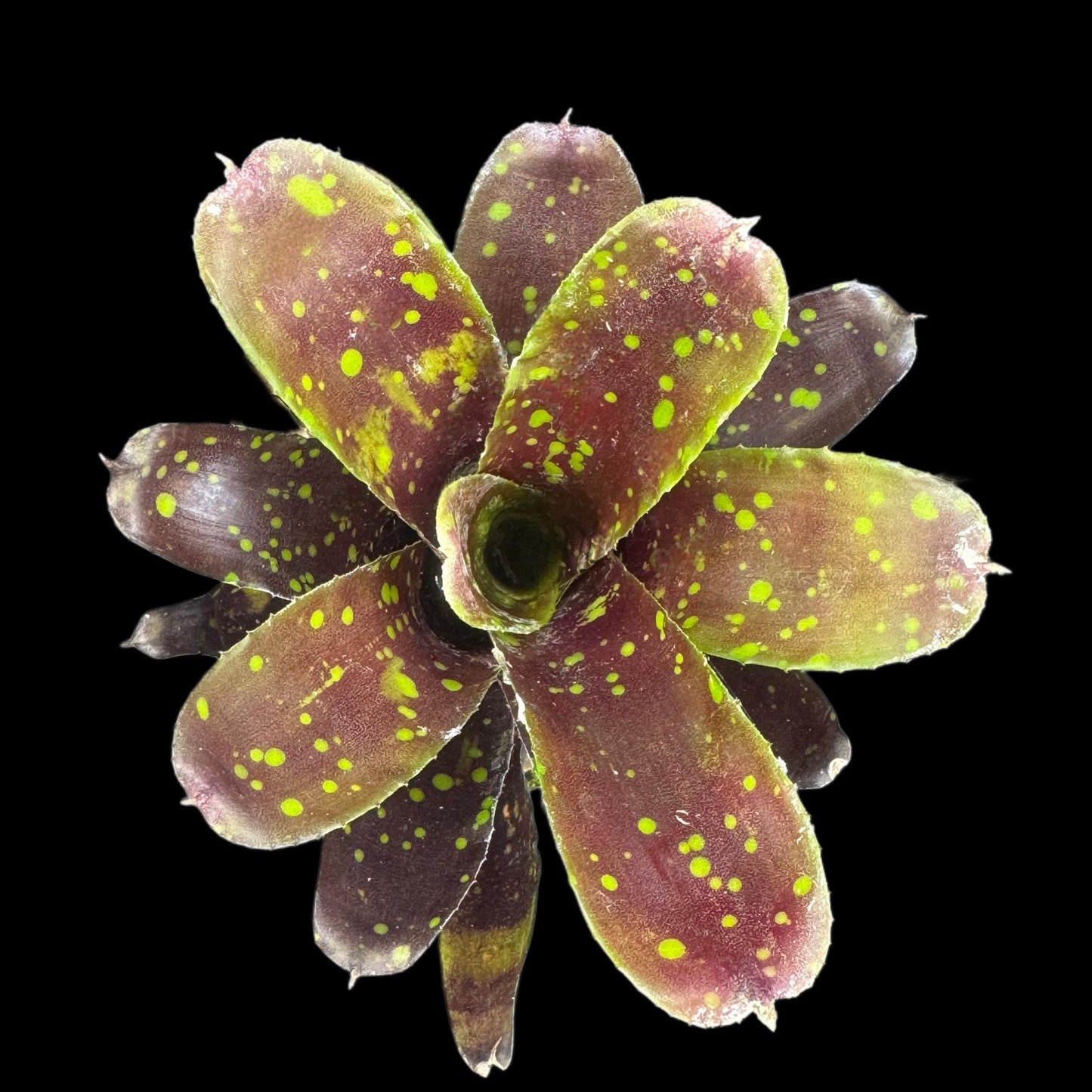 Neoregelia Domino
