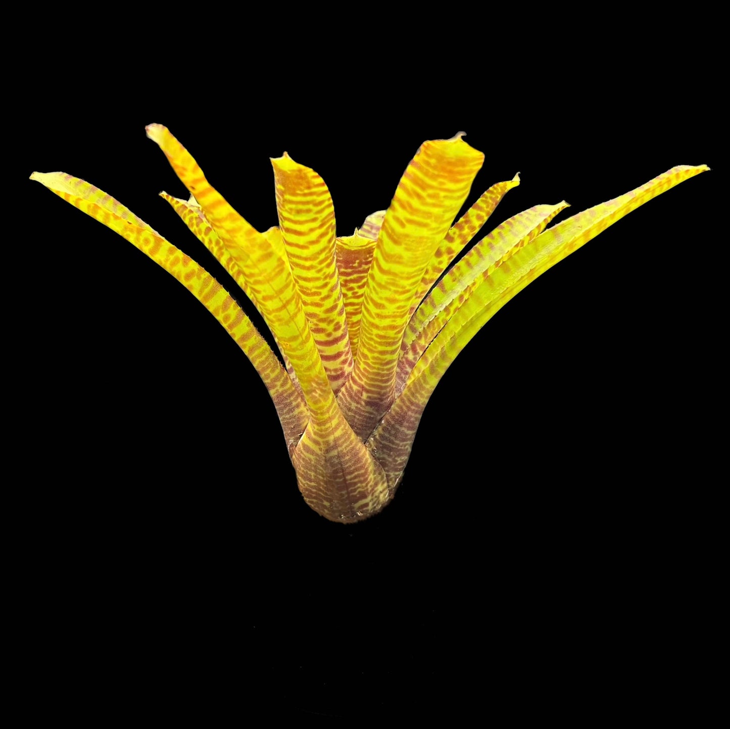 Neoregelia Popoki