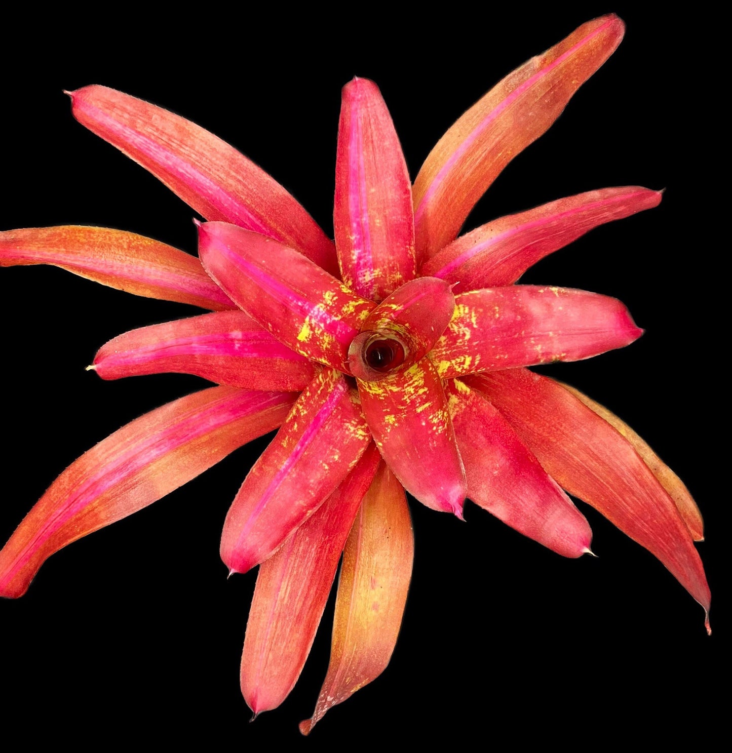 Neoregelia Sweet Vibrations