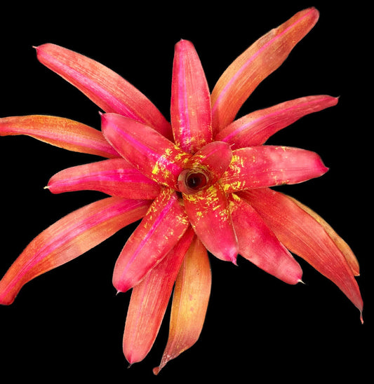 Neoregelia Sweet Vibrations