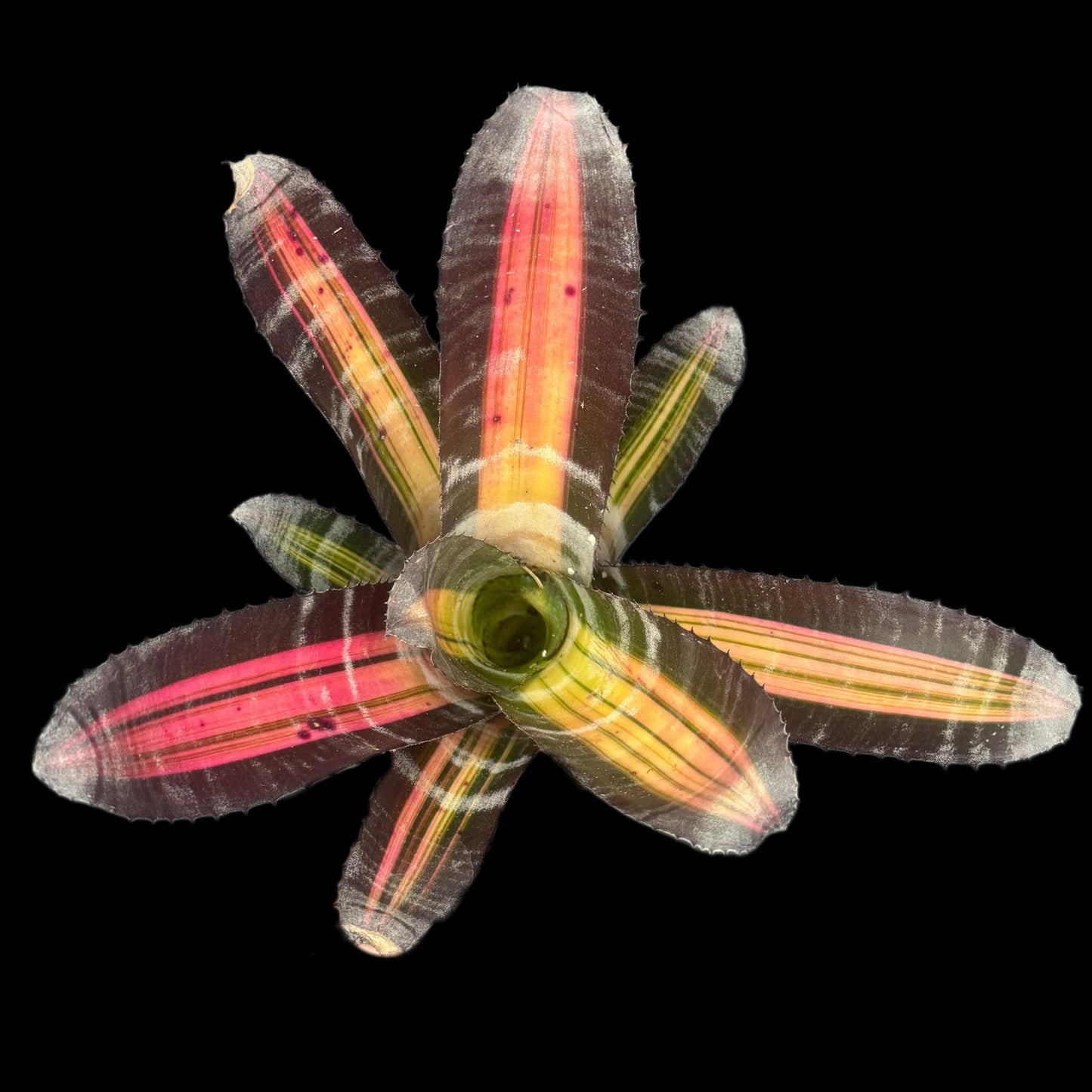 Aechmea Roberto Menescal