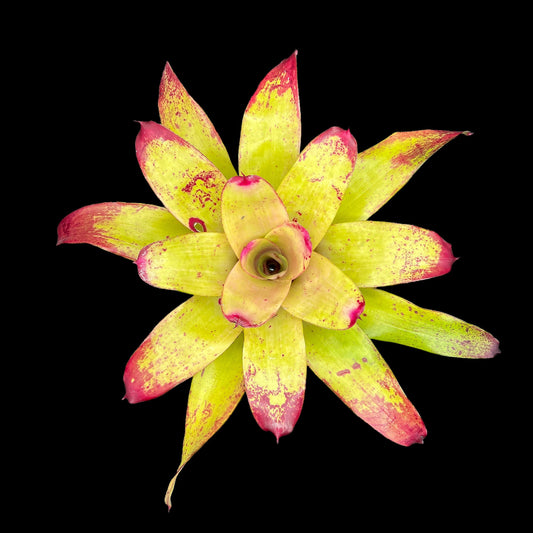 Neoregelia Tossed Salad