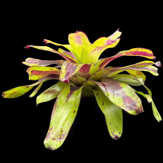 Neoregelia Painted Delight