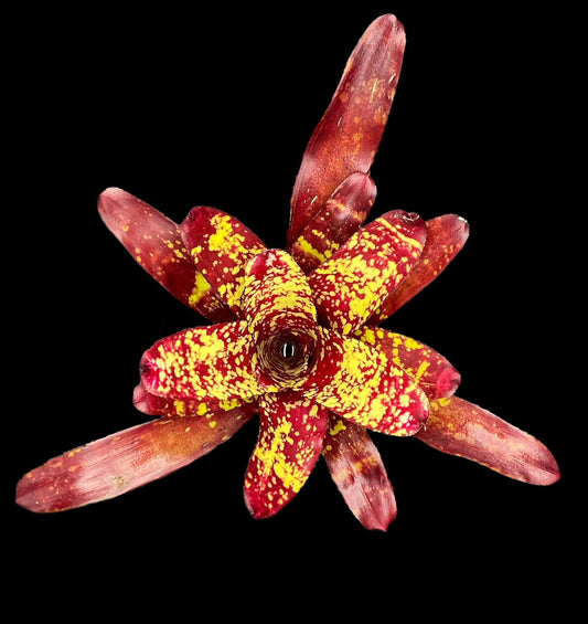 Neoregelia Paprika