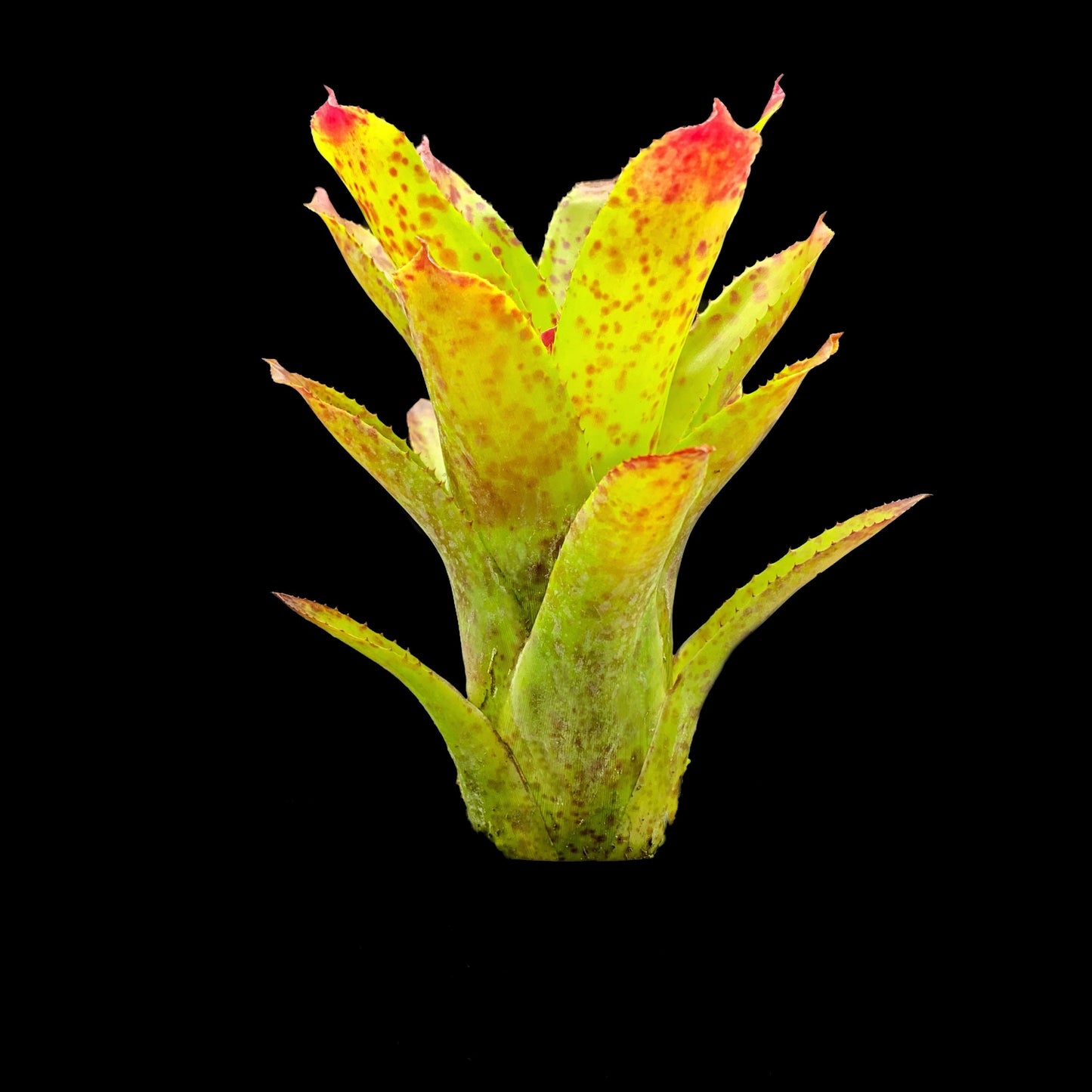 Neoregelia Cheers