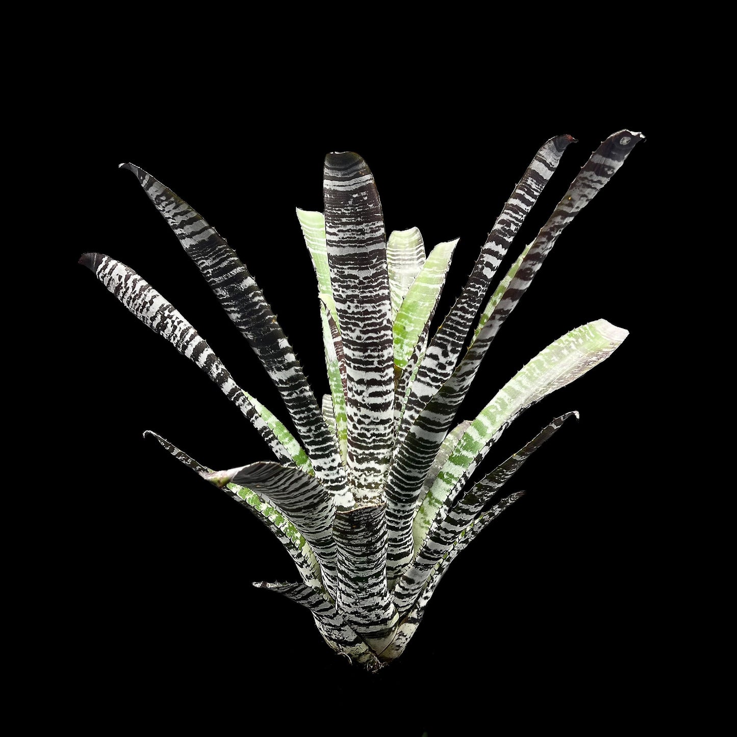Aechmea Chantinii DeLeon