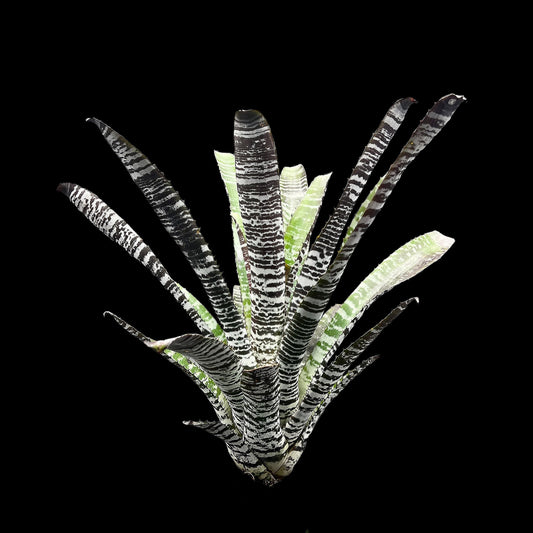 Aechmea Chantinii DeLeon