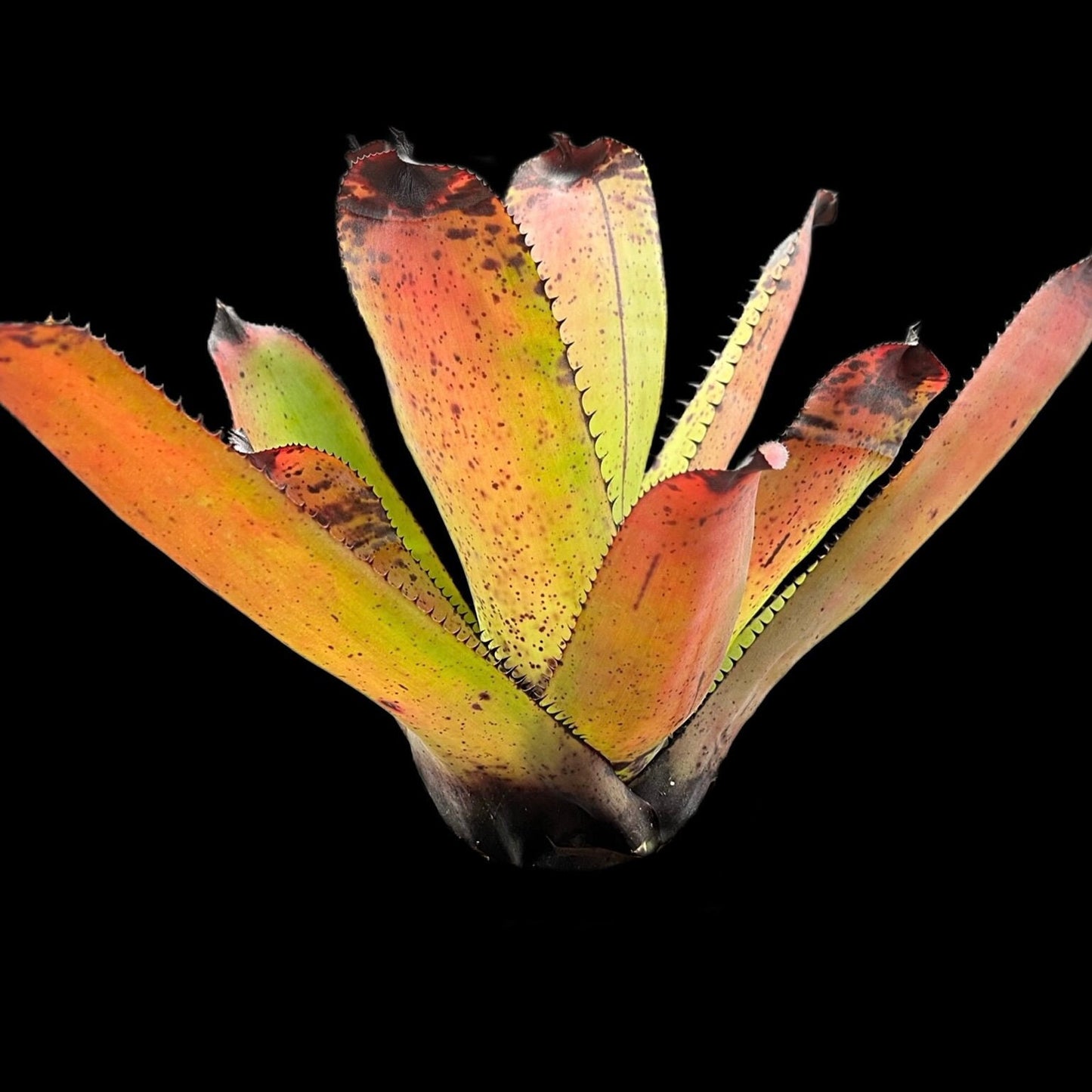 Neoregelia Carcharodon Rainbow