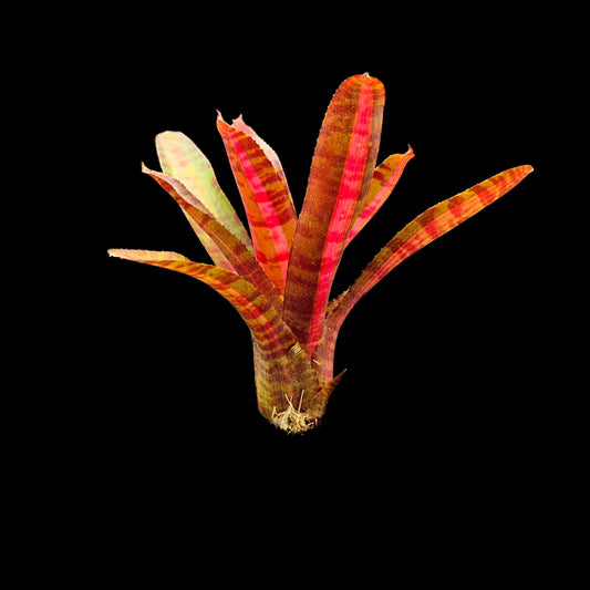 Neoregelia Hot Embers
