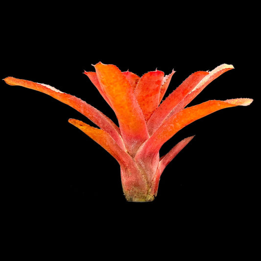 Neoregelia Coral Fire