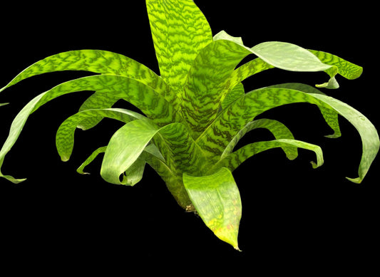 Vriesea Hieroglyphica