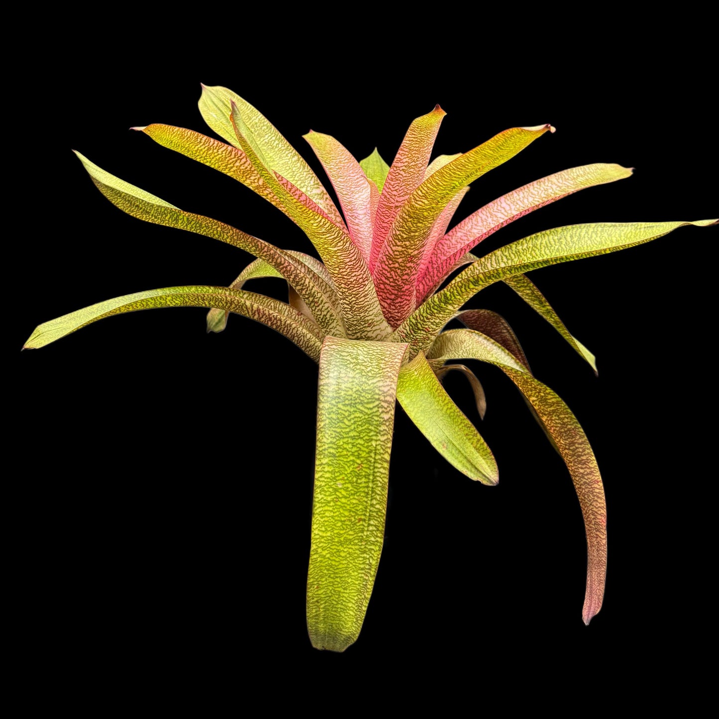 Vriesea Sherlette Shiigi