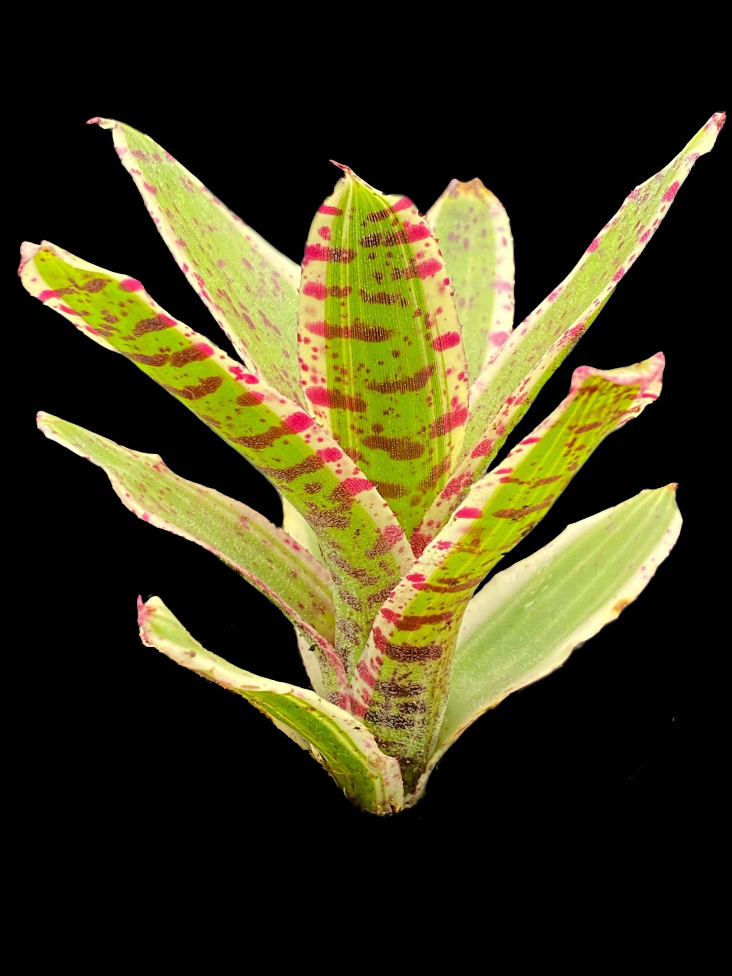 Micro Bromeliad Pack