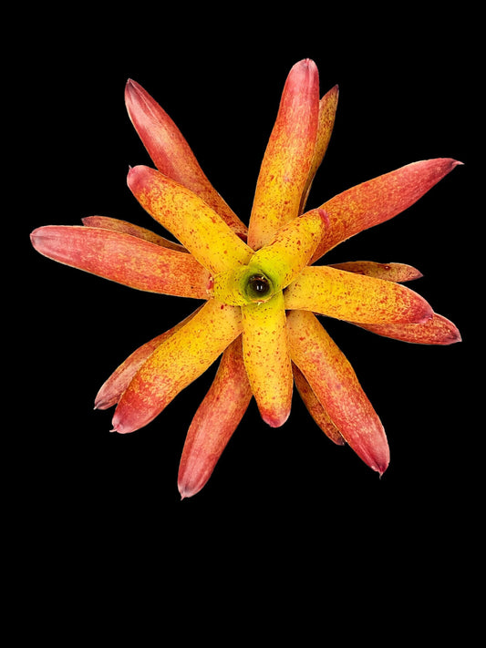 Neoregelia Camorimiana