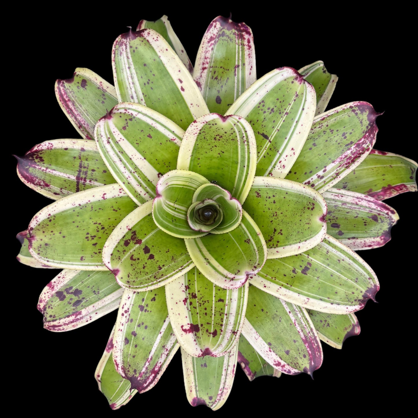 Neoregelia Ink Well