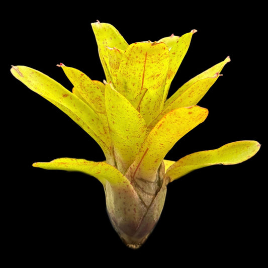 Neoregelia Candelabra