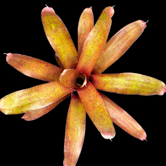 Neoregelia Twizzler