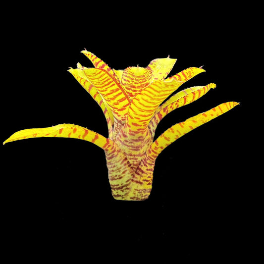 Neoregelia Punctatissima Green