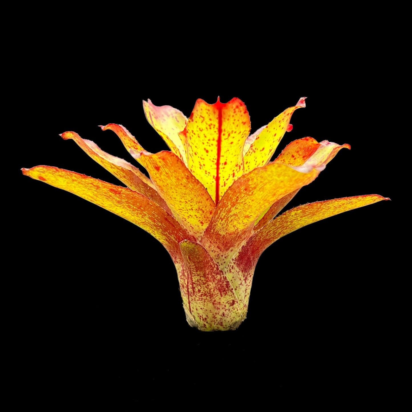 Neoregelia Angel Face
