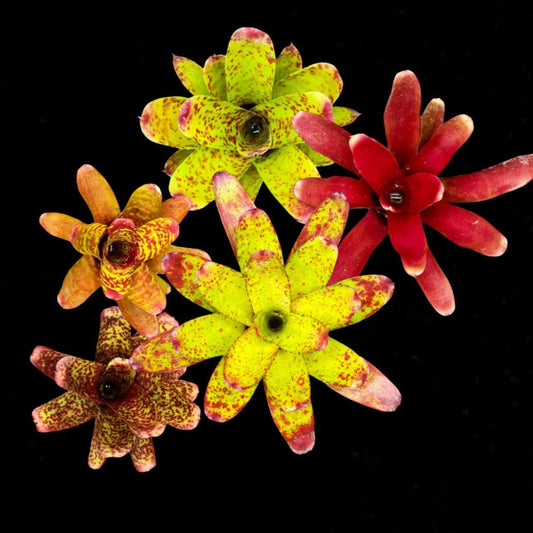 Mature Bromeliad Package *Grower's Choice*