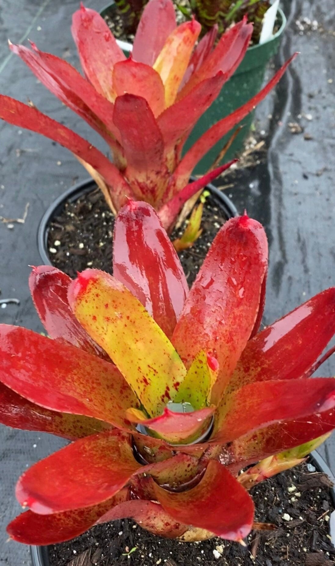 Neoregelia Olens 696