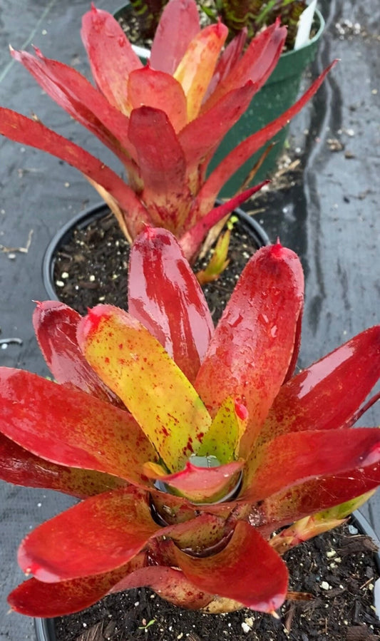 Neoregelia Olens 696