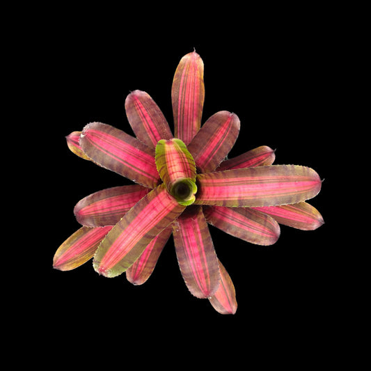 Neoregelia Bold Zebra