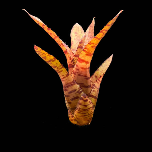 Neorgelia Ed Prince Offset