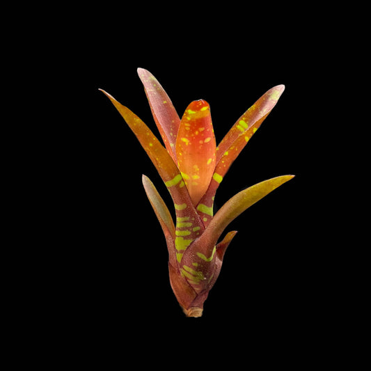 Neoregelia Okapi