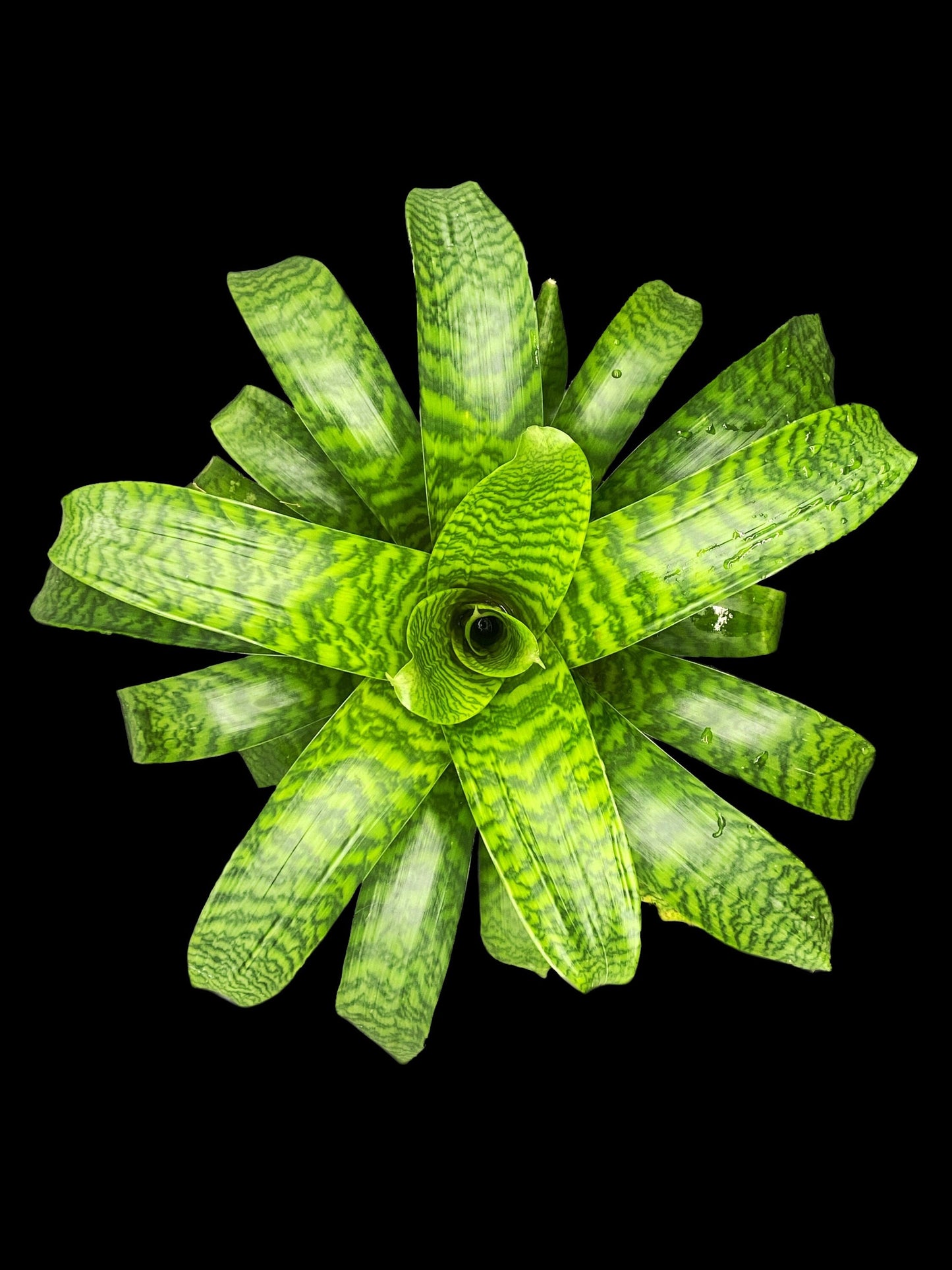 Vriesea Hieroglyphica